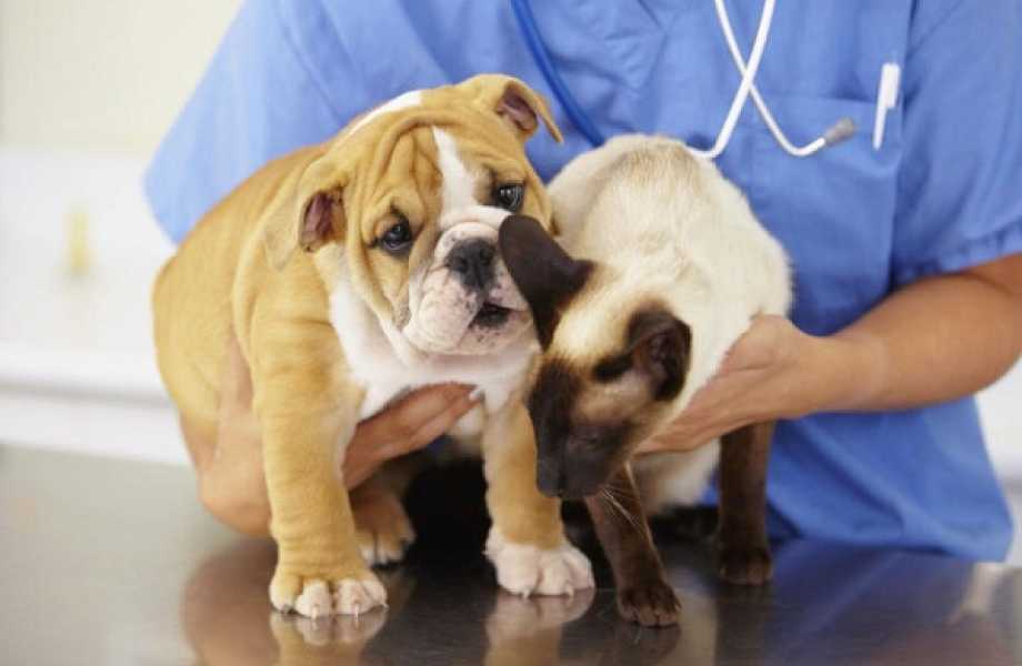 Сколько стоит одна прививка щенку?