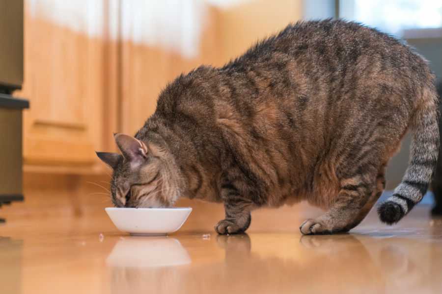 Почему кошка сильно похудела — причины