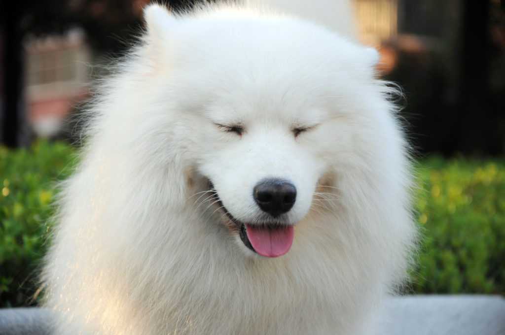 Белые пушистые собаки (37 фото): представители больших и маленьких пород. как называются лохматые псы? породы щенков с длинной шерстью