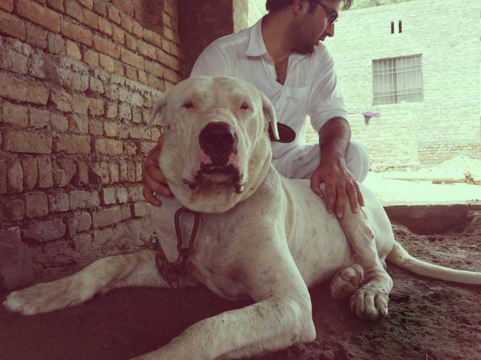 Булли кутта (пакистанский мастиф) — описание породы собак