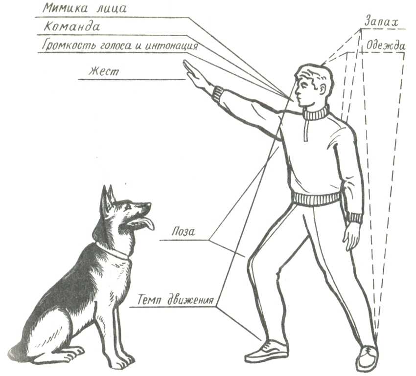 Дрессировка собаки самостоятельно: курс послушания