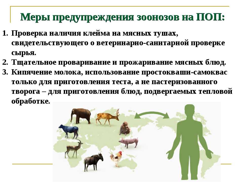 Болезни, которые переносят дикие мыши и крысы -
 фбуз "центр гигиены и эпидемиологии в красноярском крае"