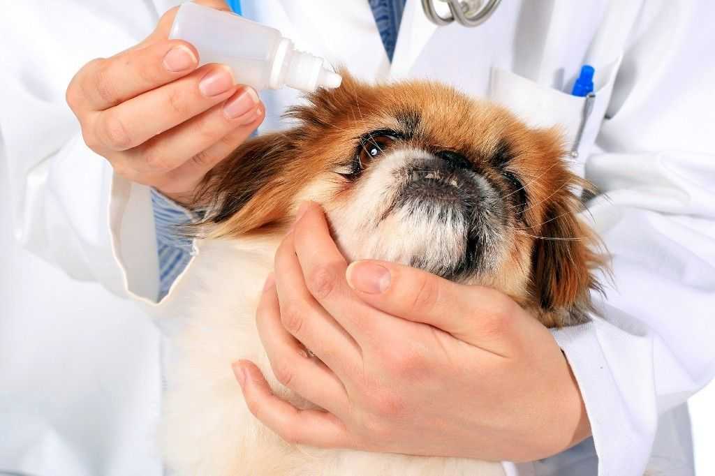 11 болезней глаз у собак: чем лечить, какие лекарствва давать в домашних условиях