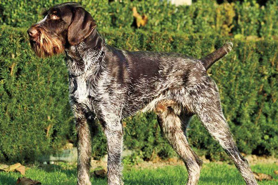 Дратхаар: описание породы, характер собаки и щенка, фото, цена