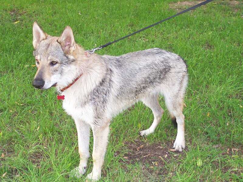 Чехословацкая волчья собака: описание чешского волчака, характер породы, правила содержания