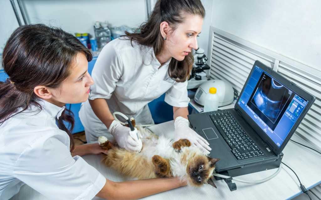 Диагностика и лечение мкб у животных в клиниках россии