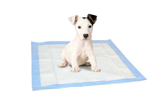 Как приучить щенка к пеленке? как приучать ходить в туалет на пеленку щенка в возрасте 1 и 2 месяцев? как научить взрослую собаку ходить в квартире на пеленку?