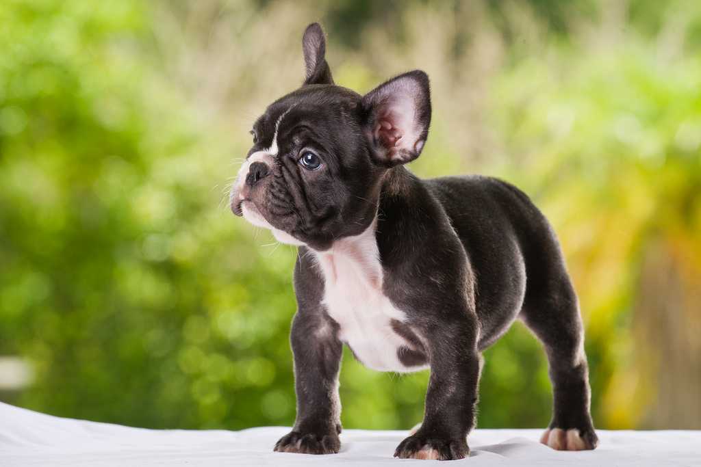 Бульдоги (63 фото): описание породы собак, французская, карликовая, континентальная и другие разновидности, характер маленьких щенков