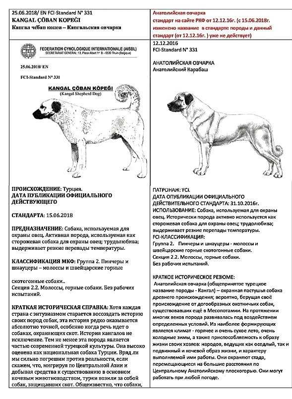 Подробный обзор дизайнерской породы собак Помски с фото и видео. Вязка хаски и шпица, как выглядит метис, характер, уход, болезни, цена и многое другое