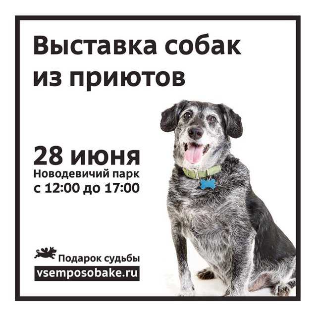 Выставка собак из московских приютов "подарок судьбы"