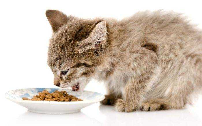 Можно ли кота кормить только кефиром