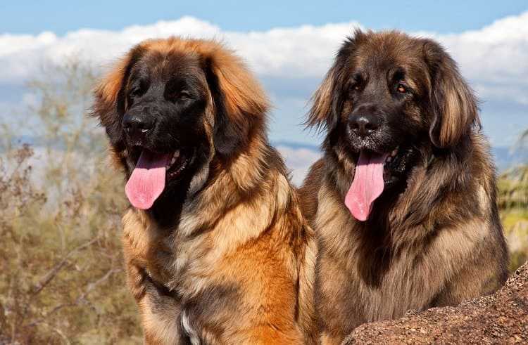 Леонбергер: особенности породы и правила содержания собак