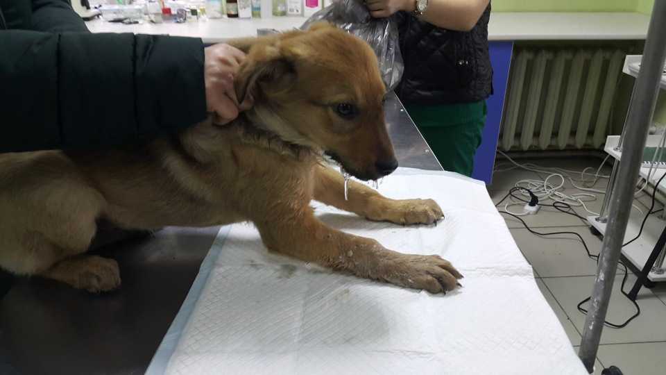Себорейный дерматит у собак: симптомы и лечение