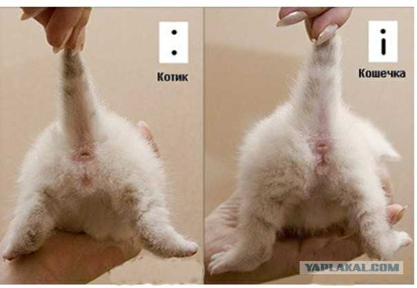 Как определить пол котенка. как отличить кота от кошки