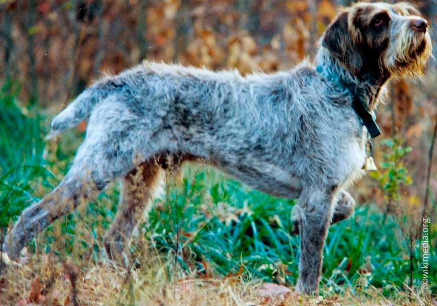 Пойнтеры (37 фото): описание английской охотничьей породы собак, щенки черного и коричневого окраса. как выглядит стандарт породы?