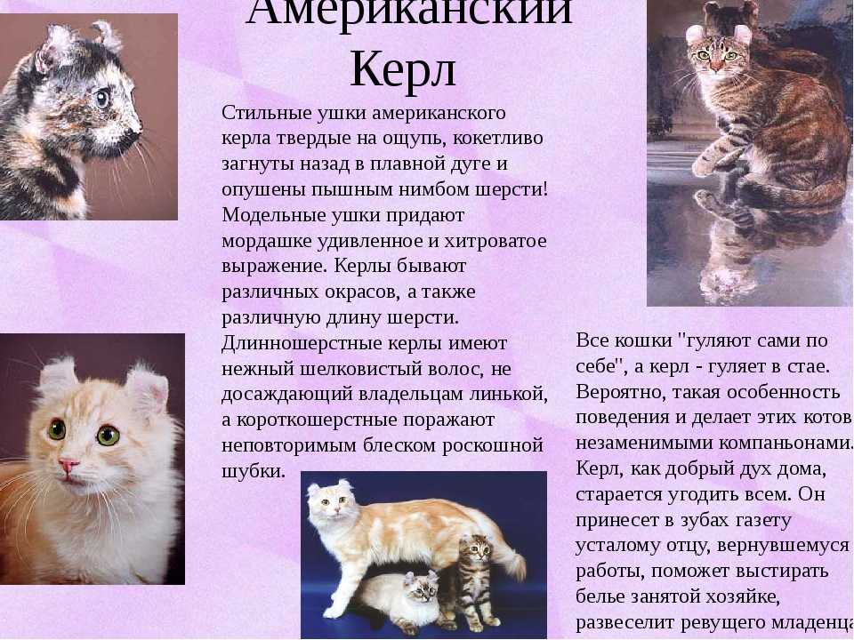 Американская жесткошерстная кошка — описание пород котов