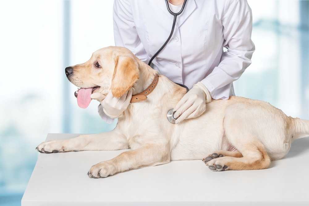 Сердечная недостаточность у собак: симптомы, диагностика и лечение | блог ветклиники "беланта"