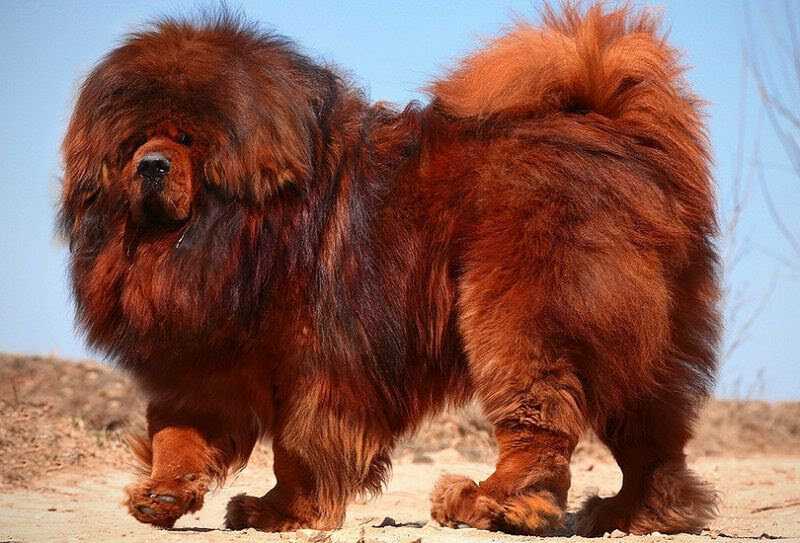 Самые дорогие породы собак в мире — от азавака до тибетского мастифа | playboy