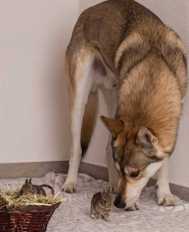 Северная инуитская собака: характеристики породы, фото, характер, правила ухода и содержания