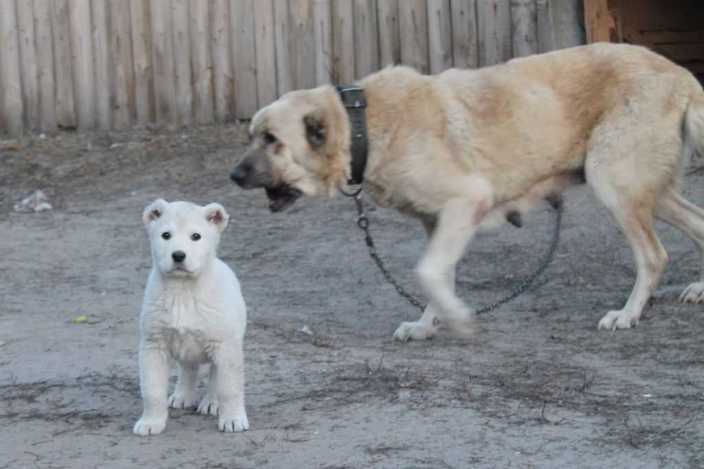 Характеристика собак породы гампр (армянский волкодав) с отзывами и фото