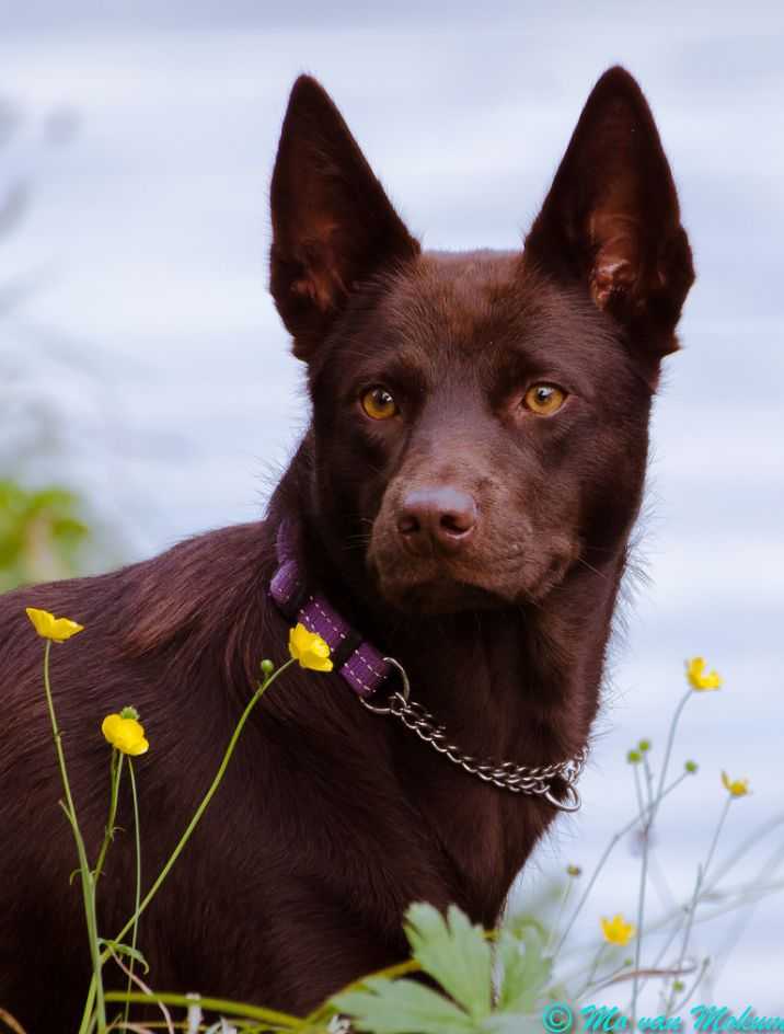 Порода собак австралийская овчарка (аусси)