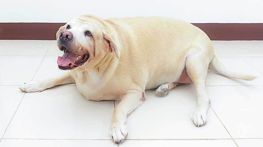Ожирение у собак: лечение заболевания