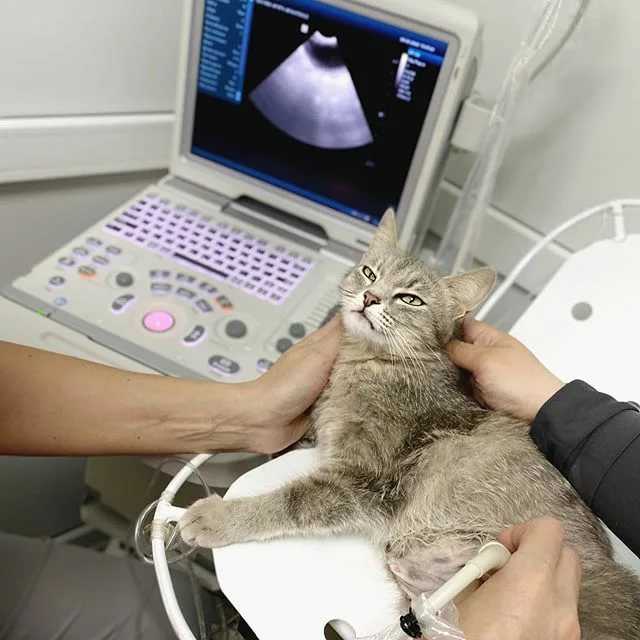 УЗИ животных - современная диагностика, в том числе кошек и собак. Ультразвуковая диагностика при мочекаменной болезни и беременности кошки или собаки.