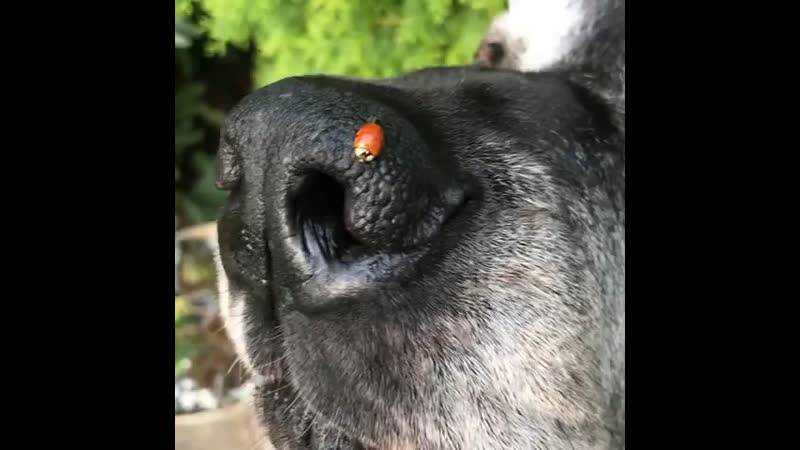 Почему у собаки может быть сухой нос