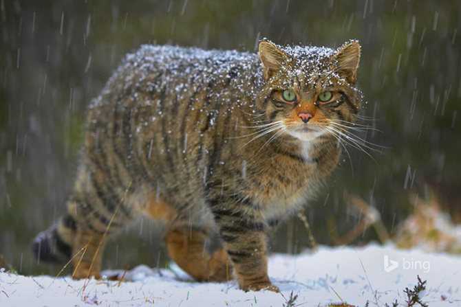 Амурский лесной кот (дальневосточный леопардовый кот)