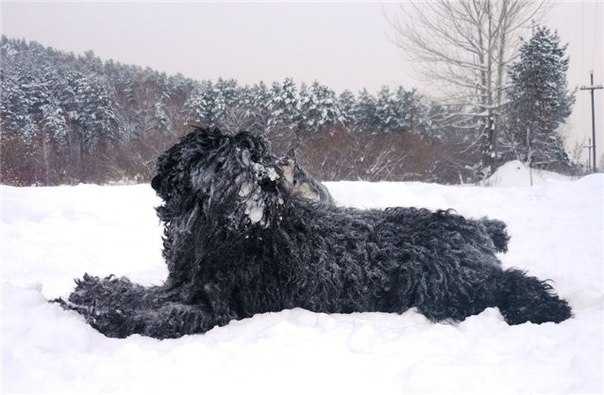 Черный (русский) терьер: описание породы, фото, характеристика, внешний вид собаки, цена, содержание