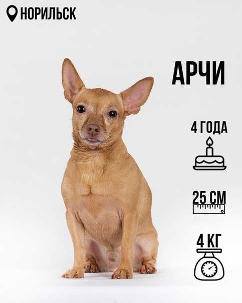 Порода собаки в рекламе дента стикс арчи
