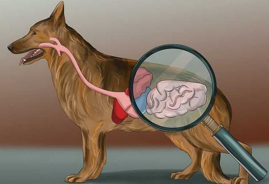 Колит и энтероколит у собак - симптомы и лечение