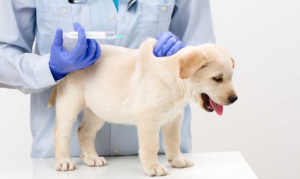 Вакцинация собак: вторая прививка щенку и основные правила вакцинации – pet-mir.ru