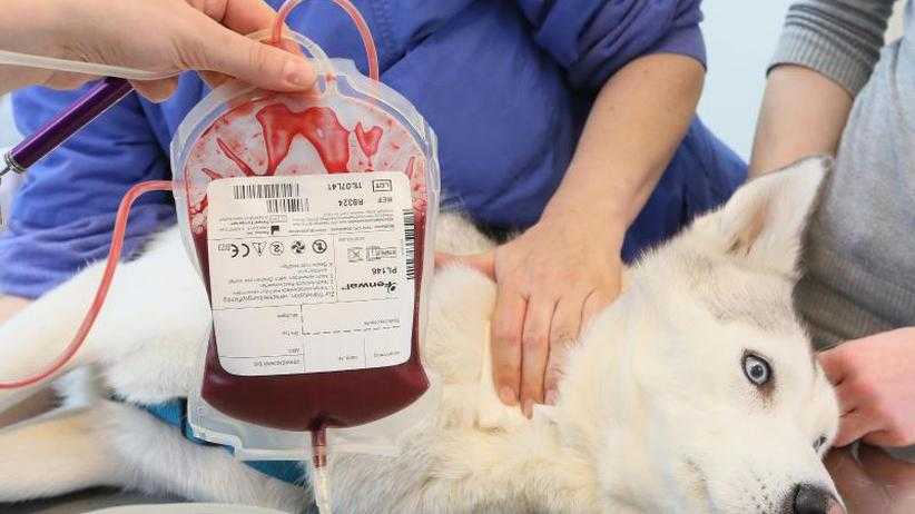 Переливание крови  животным в москве