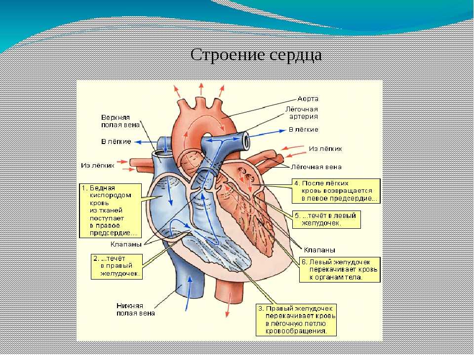 Миокард латынь. Сердце человека анатомия строение и функции. Строение сердца схема. Анатомия сердца человека кратко. Внешнее и внутреннее строение сердца анатомия.