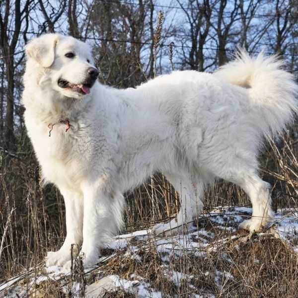Описание породы собак словацкий чувач с отзывами и фото