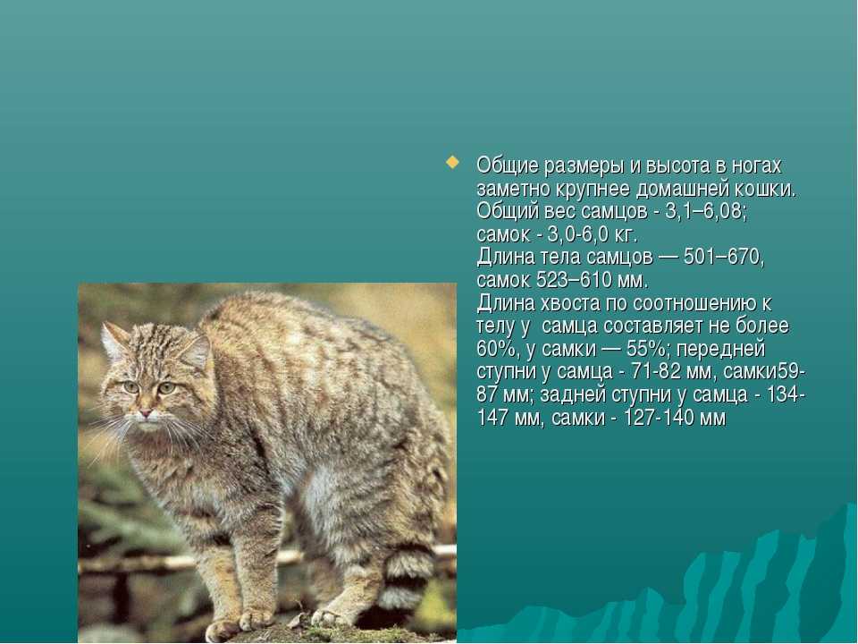 Норвежская лесная кошка: здоровье, уход и типичные болезни породы. описание характера, сколько живут и чем питаются (60 фото)