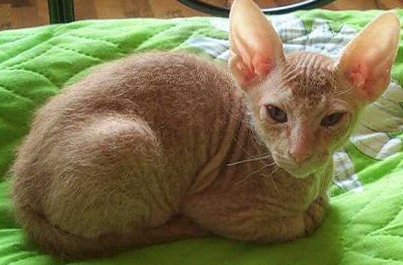 Если котята сфинкс родились с волосами