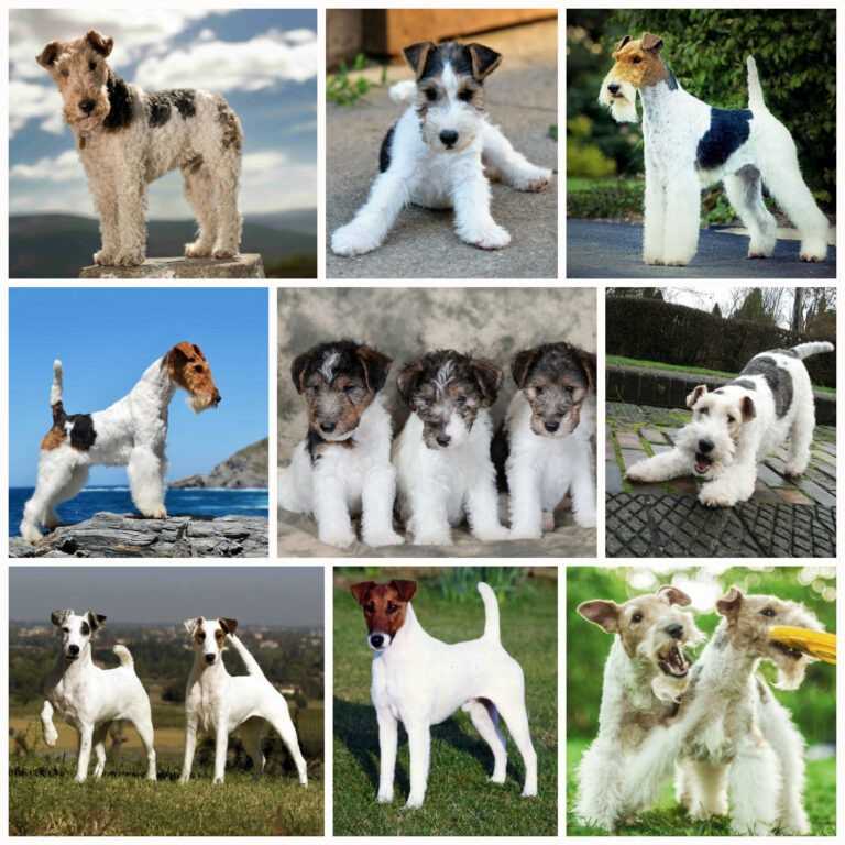 Фокстерьер собака. описание, особенности, уход и цена фокстерьера | sobakagav.ru
