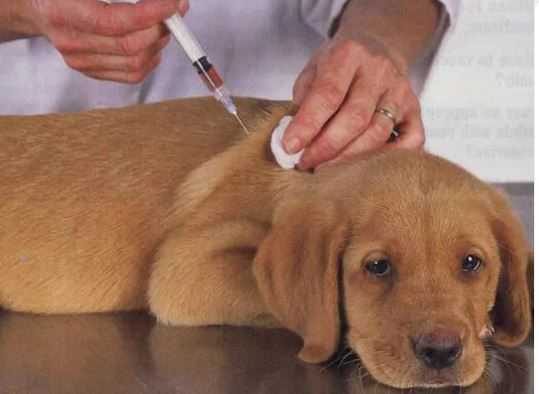 Wsavа  методические рекомендации ветеринарным врачам и владельцам собак. | зао «биоград»