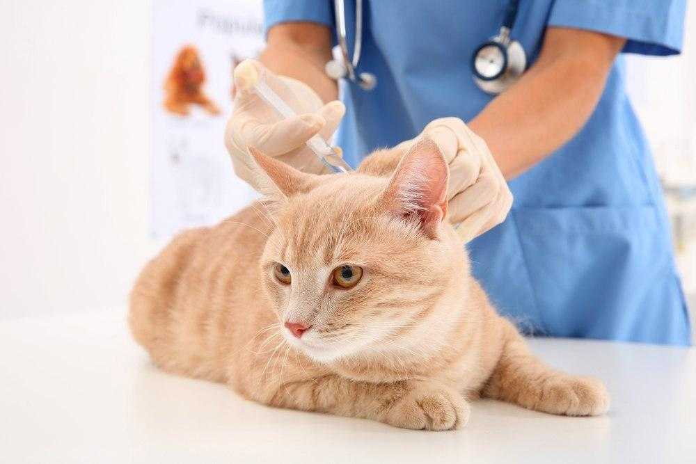 Прививка кошке от чумки: когда делать, может ли заболеть привитое животное