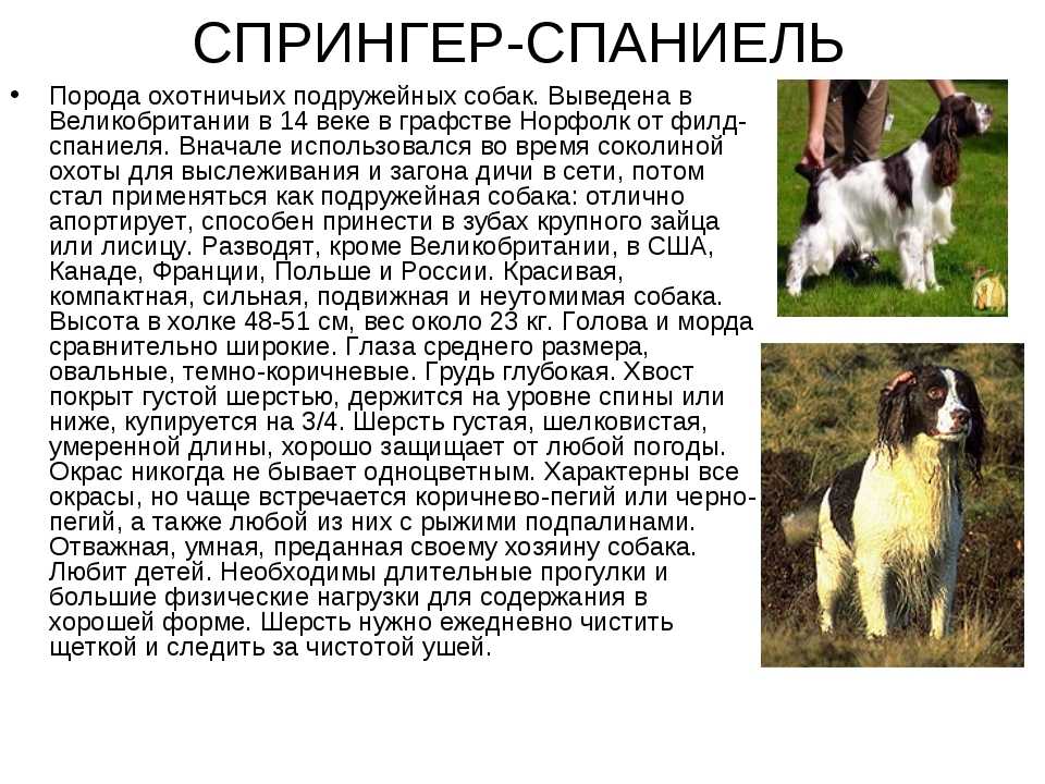 Русский кокер спаниель собака. описание, особенности, уход и цена породы | живность.ру