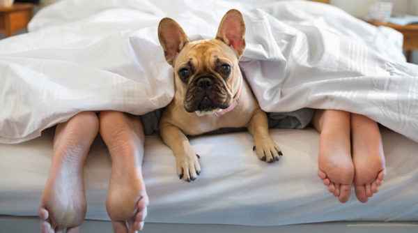 Сколько собака спит в сутки (количество раз и часов в день)
