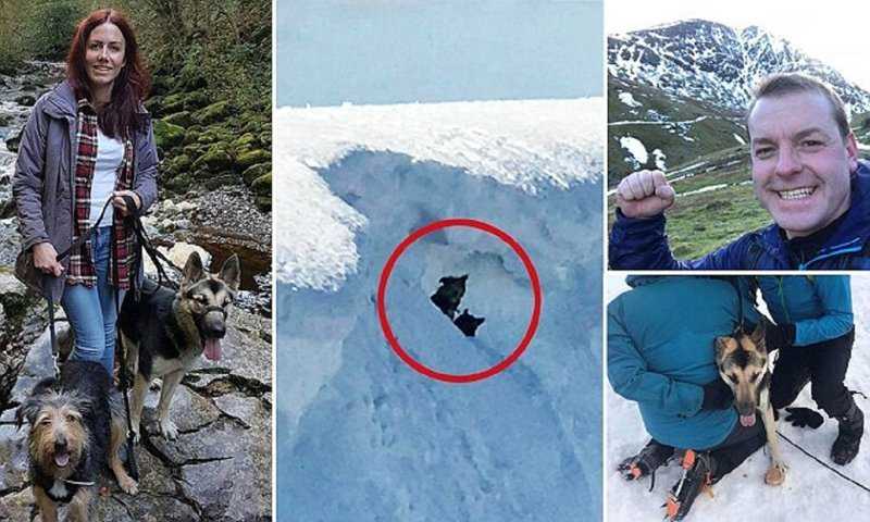 Какая порода собак спасает альпинистов