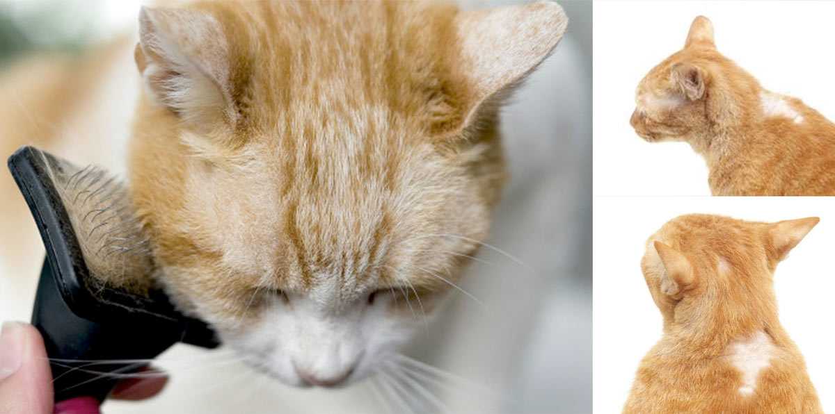 Иногда хозяева кошек замечают, что усы у их питомца выпадают и начинают редеть. Перед ними встает вопрос – почему у кота выпадают усы. При этом важно