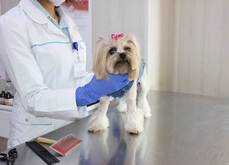 Отек легких у собак: симптомы, диагностика, лечение, восстановление | блог ветклиники "беланта"
