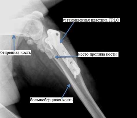 Разрыв передней крестовидной связки у собаки - симптомы, диагностика, лечение разрыва связок у собаки в москве. ветеринарная клиника "зоостатус"