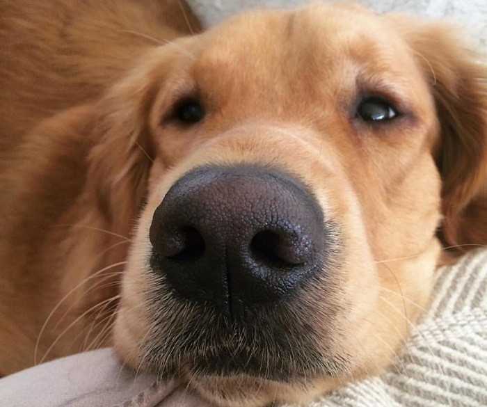 Почему у собаки трескается нос?