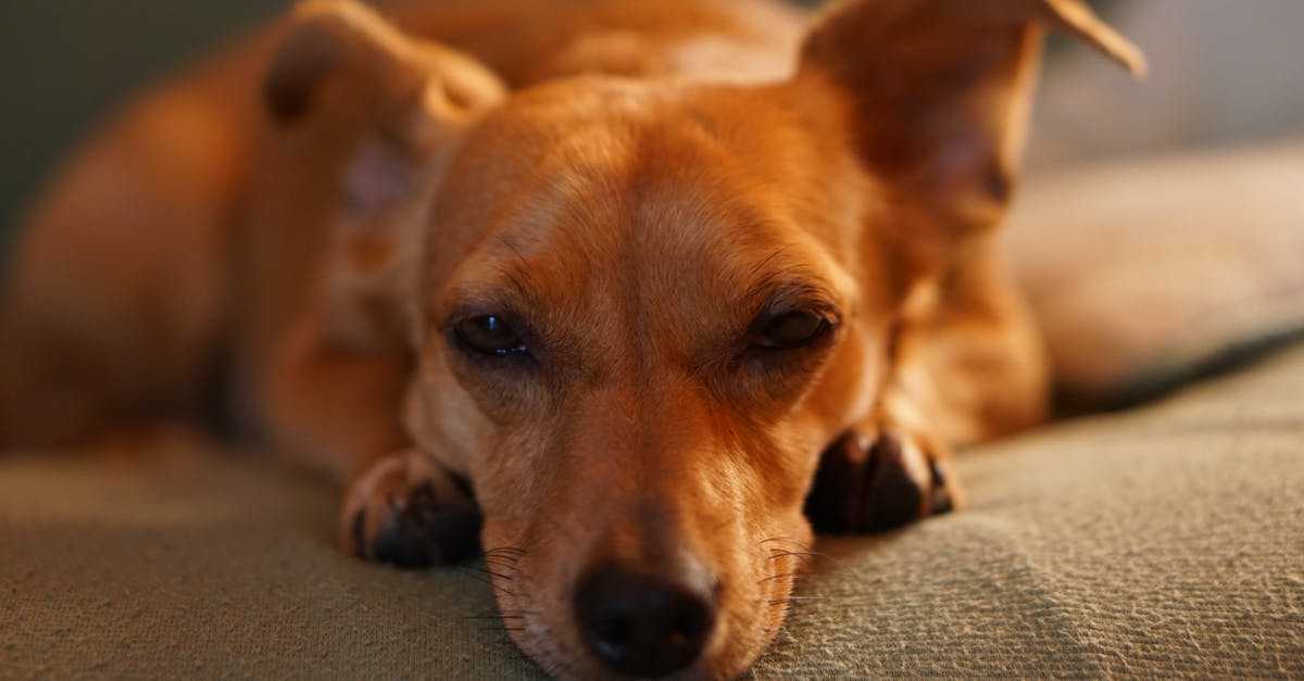 Острый и хронический бронхит у собак: признаки, лечение и рекомендации по уходу от ветеринаров