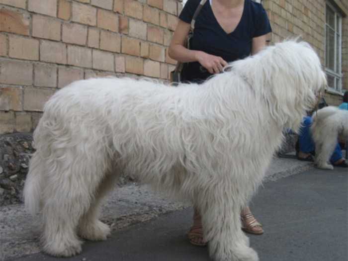 Всё о южнорусских овчарках: как выглядит собака, содержание юро, уход
